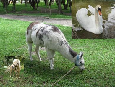 Description: Alpaca
